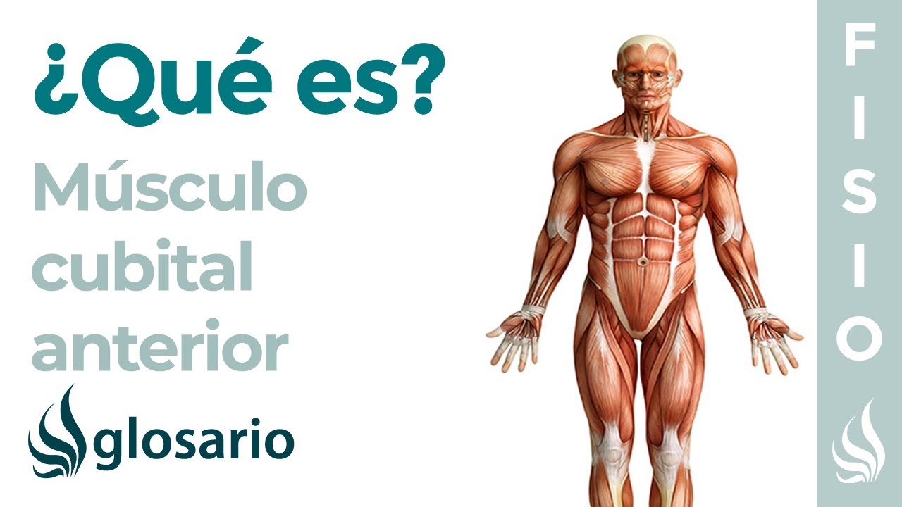 Músculo FLEXOR CUBITAL del CARPO | Qué es, función, origen, inserción, inervación y lesiones