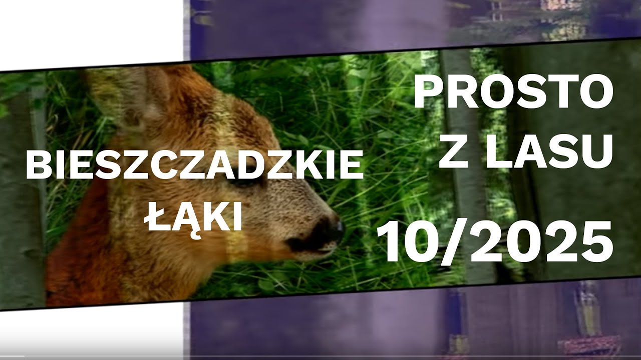 Bieszczadzkie łąki - - Prosto z lasu |10 2025|