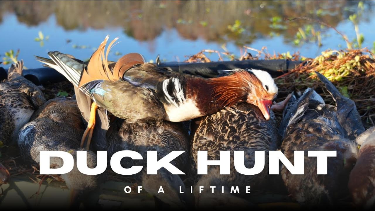 Duck Hunt of a LIFETIME | MANDARIN DRAKE Down!