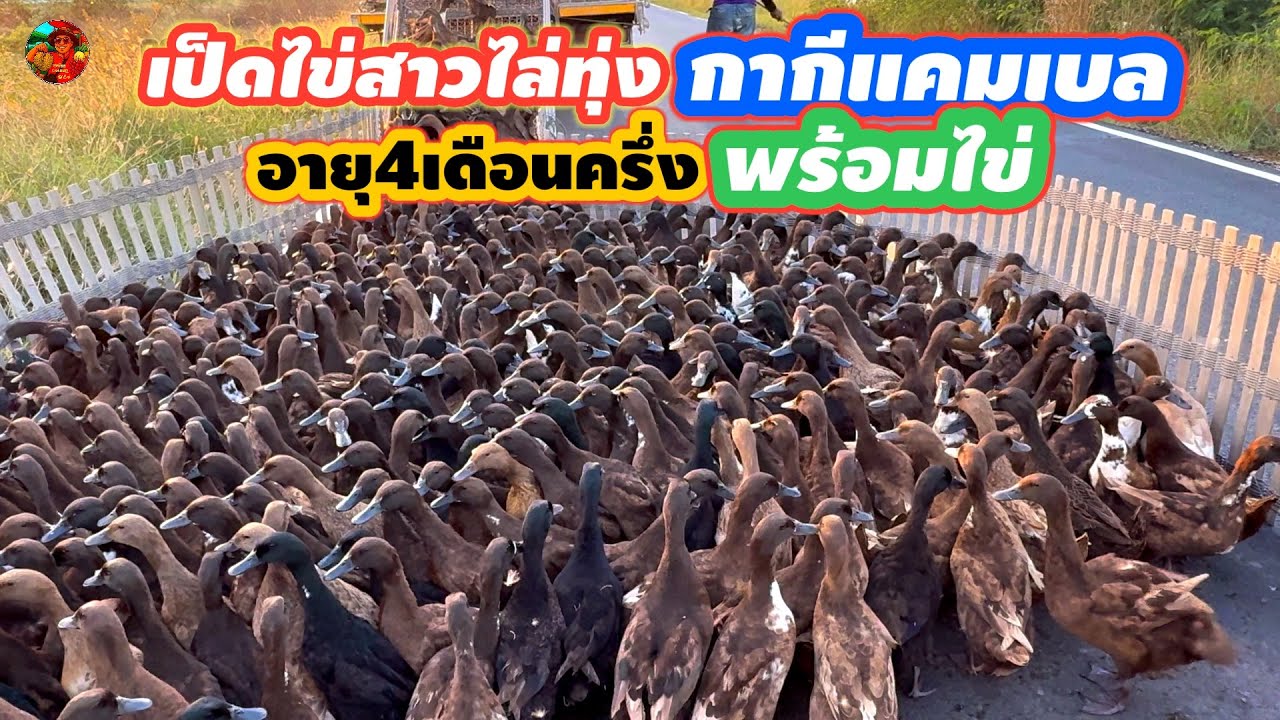 #เป็็ดไล่ทุ่ง#เป็็ดไข่สายพันธุ์กากีแคมเบลอายุ4เดือนครึ่ง #เป็ดไข่ไล่่ทุ่ง#￼สุพรรณบุรี#ลุงน้อยchannel