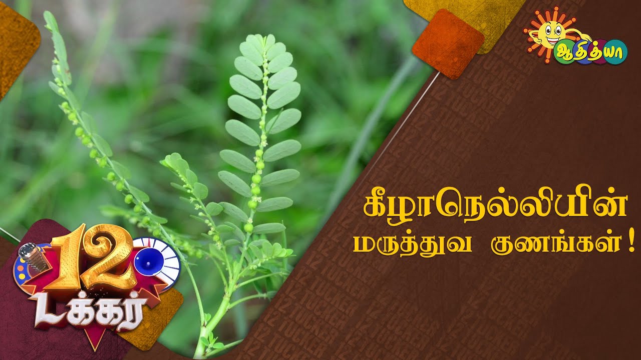 கீழாநெல்லியின் மருத்துவ குணங்கள்! | 12 Tucker | Adithya TV