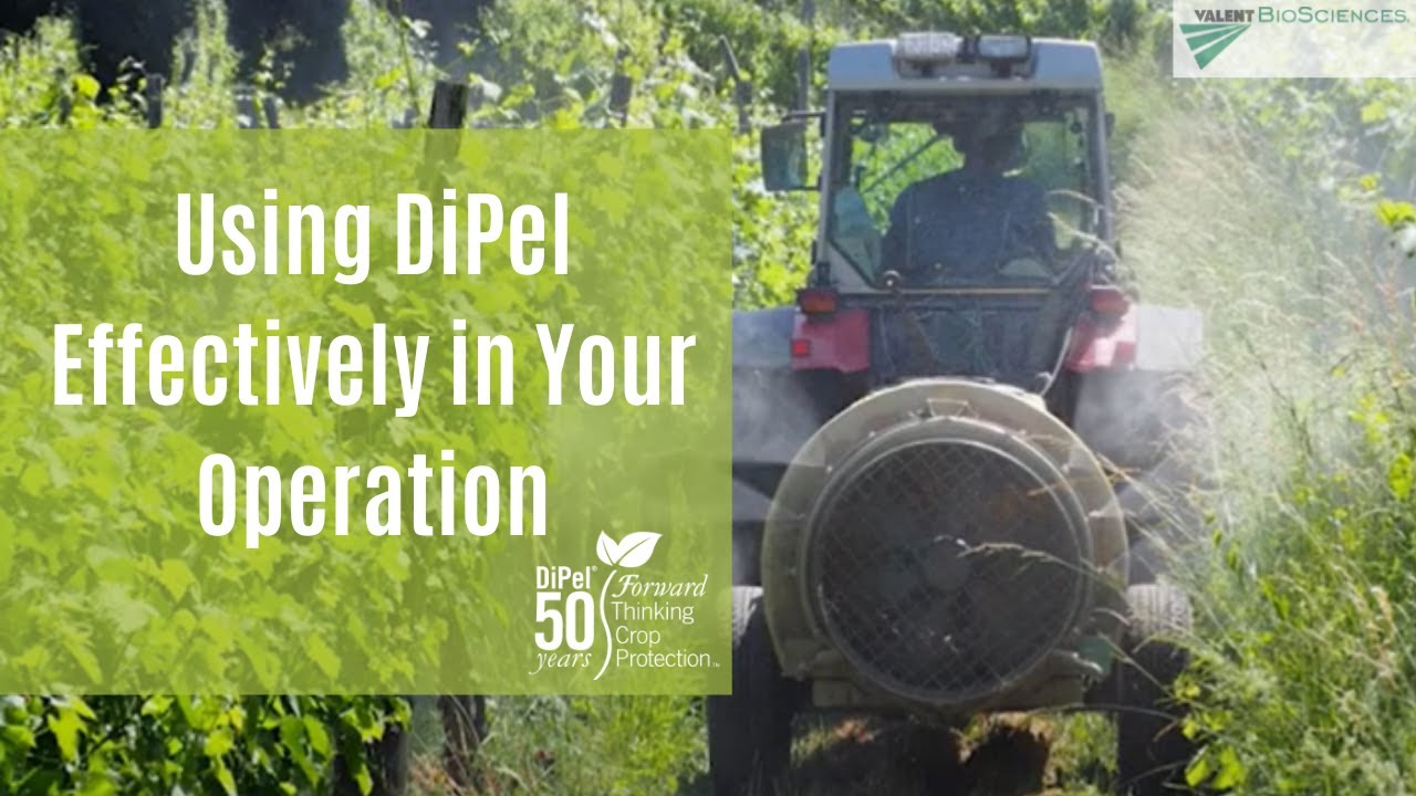 Using DiPel Effectively in Your Operation