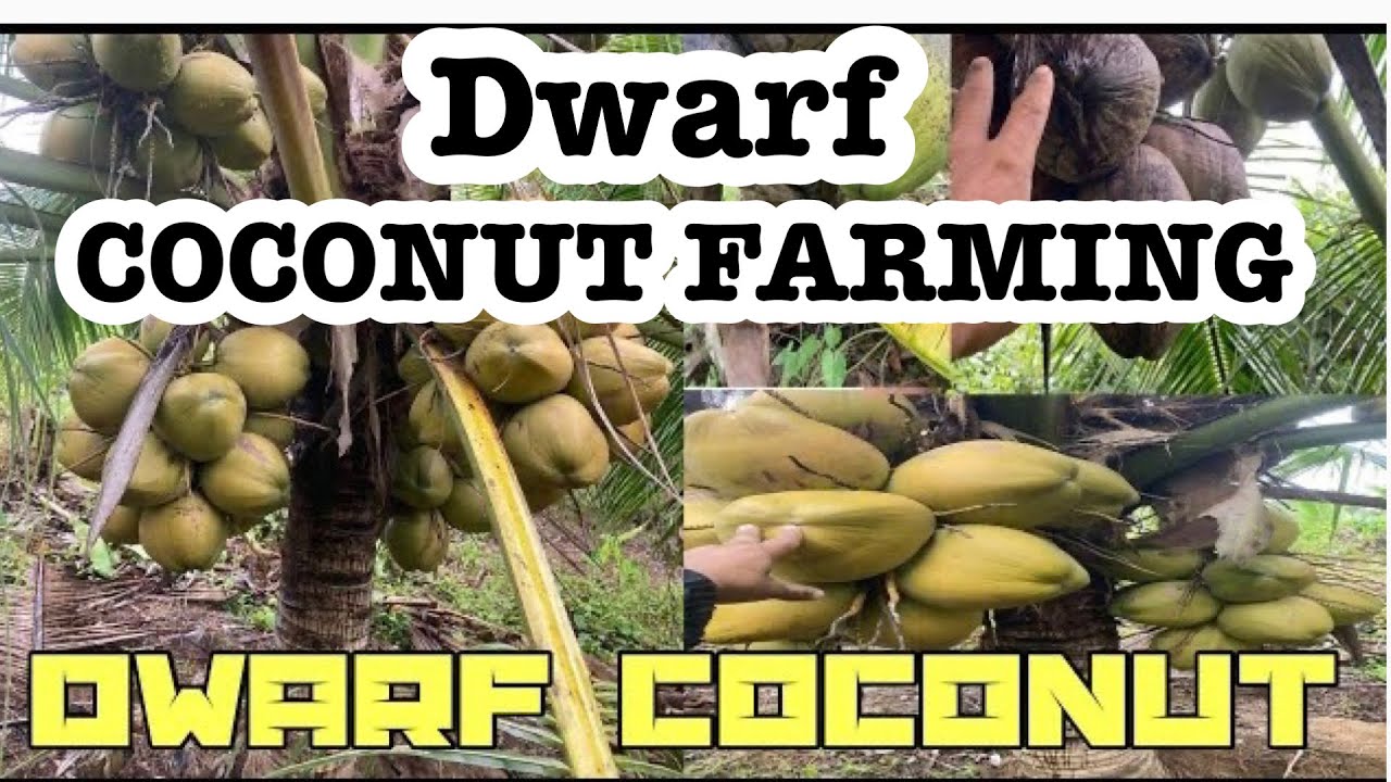 Dwarf Coconut Tree. Tacunan Dwarf Coconut Farming