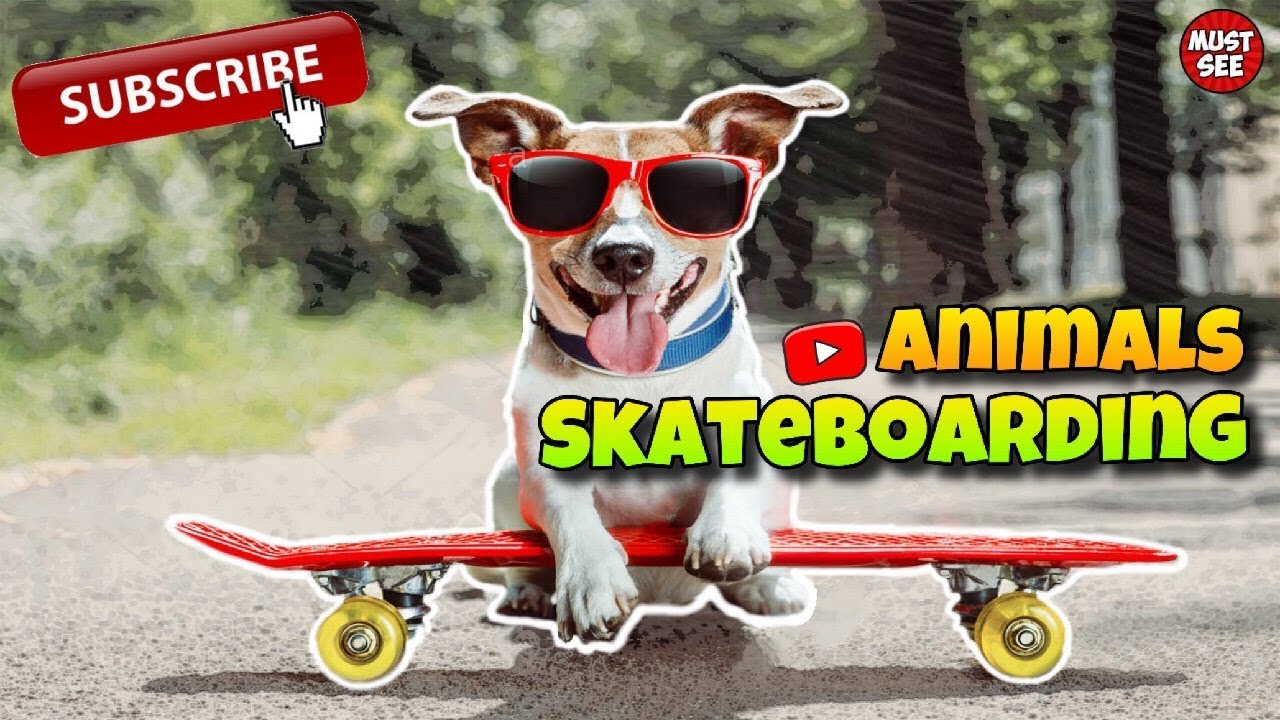 Skateboarding Animals 2019!