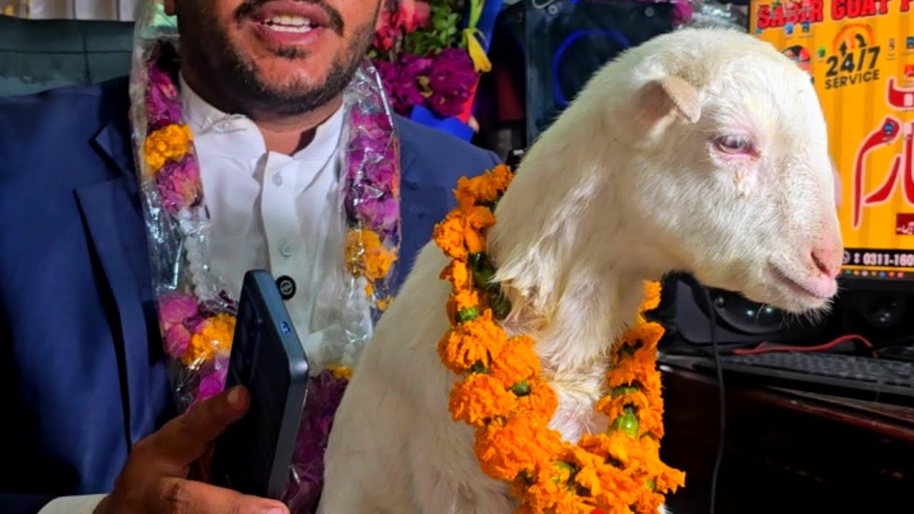 part 2 vlog bakre free live dekhen qurandazi goat gifting Sabir Goat farm