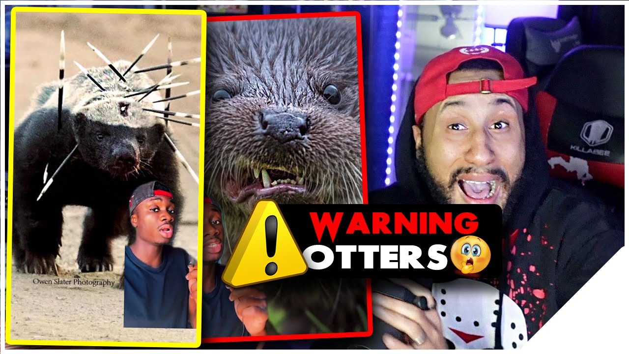 That's D-BO! Why Honey Badgers Don't Fear God or Lions | Casual Geographic Reaction