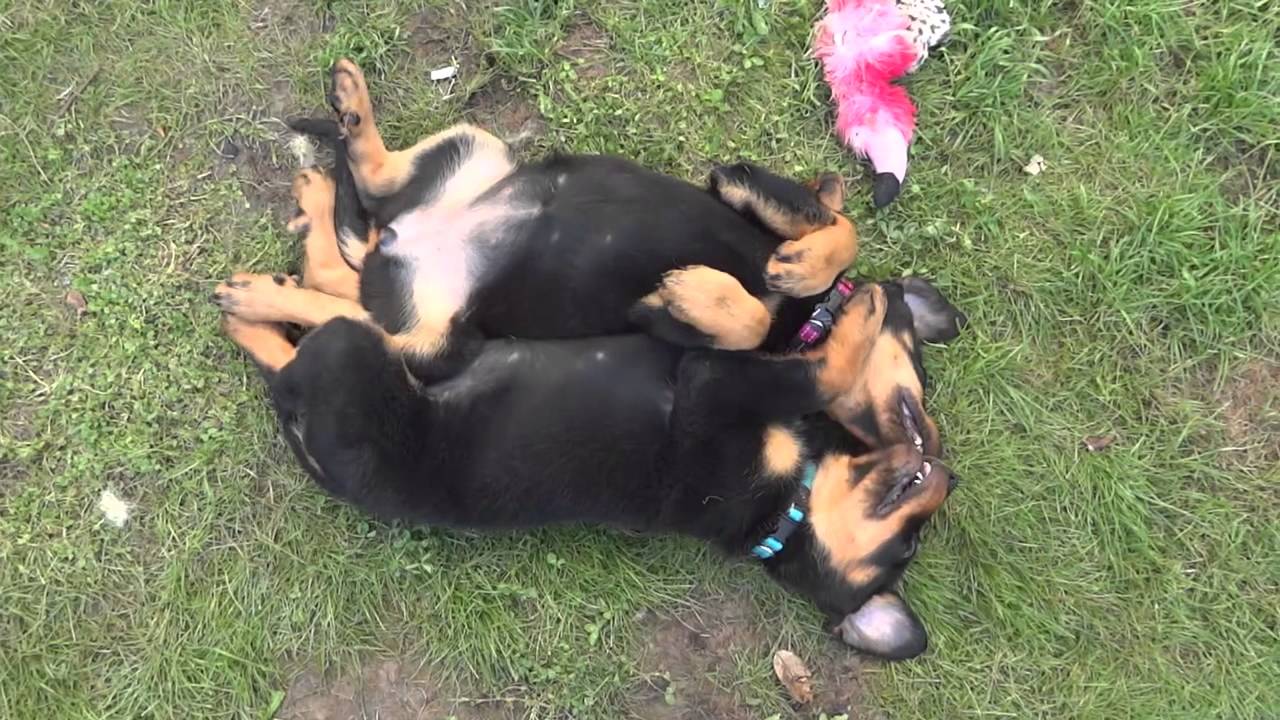 Tenue de Chien   Jade et Joyce jeux et communication 21/06/2014
