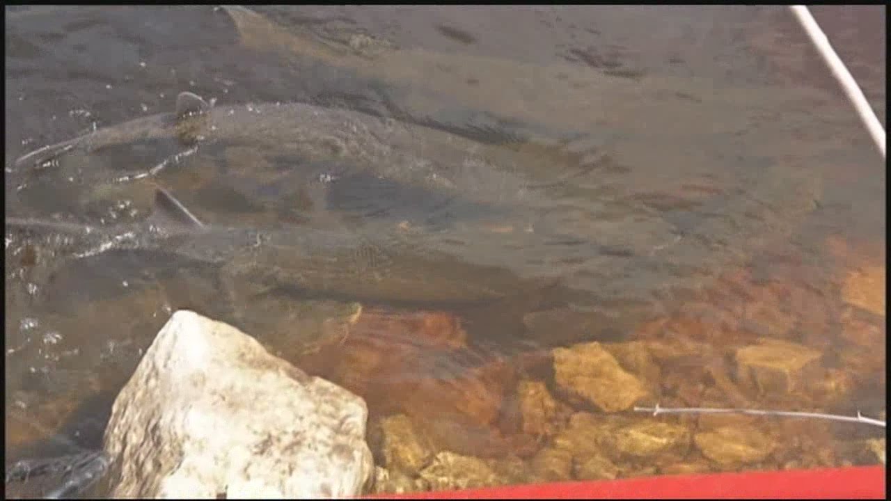 Sturgeon Spawning Begins on the Wolf River