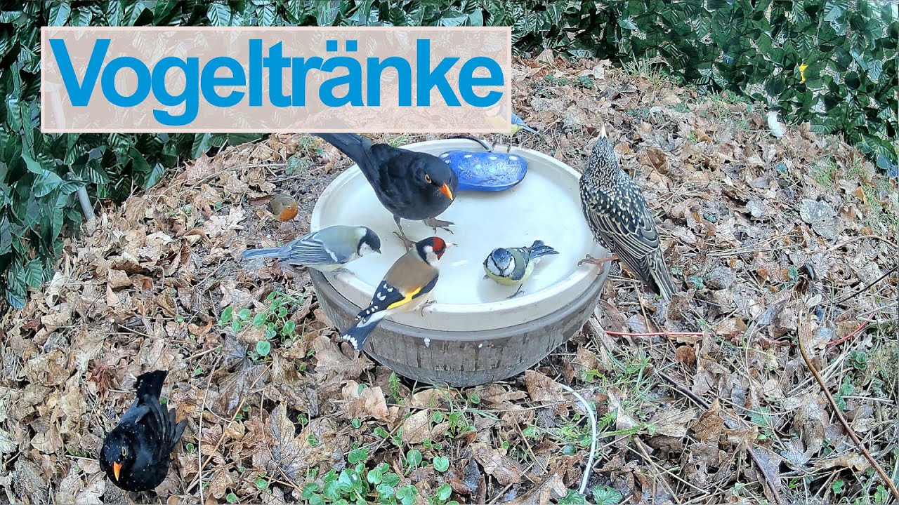 [🔴Live] Vogeltränke - Vögel beim Frühlingsbad 🌺☀️