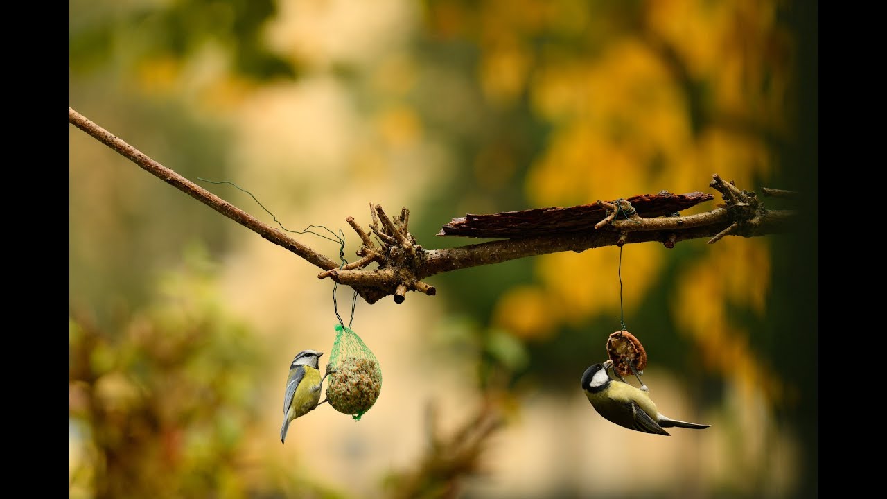 #birdgarden Cibo per uccelli grasso, strutto o margarina arricchito con semi