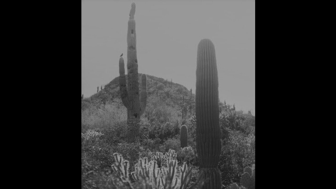 (FREE) (GUITAR) Lil Keed x Travis Scott x Young Thug Type Beat 'Cactus' (Prod. Pluto)