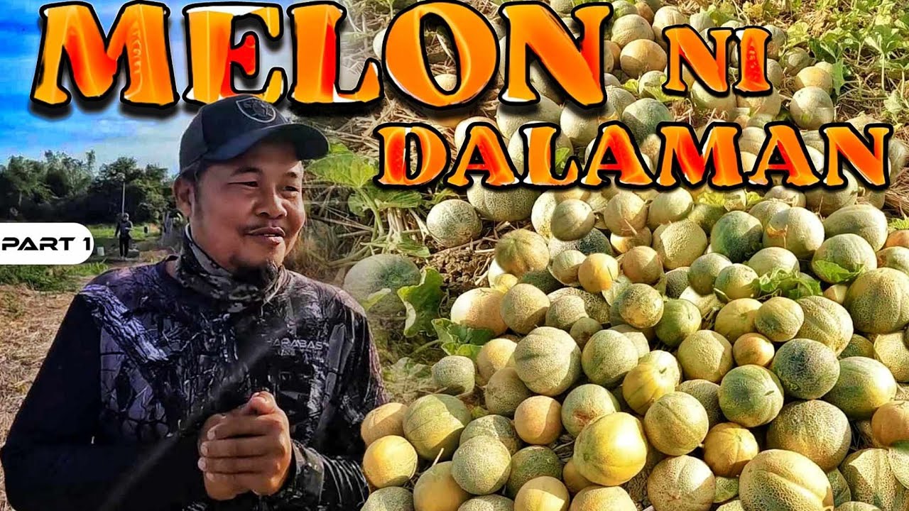 P1-MELON NI DALAMAN - EP1228