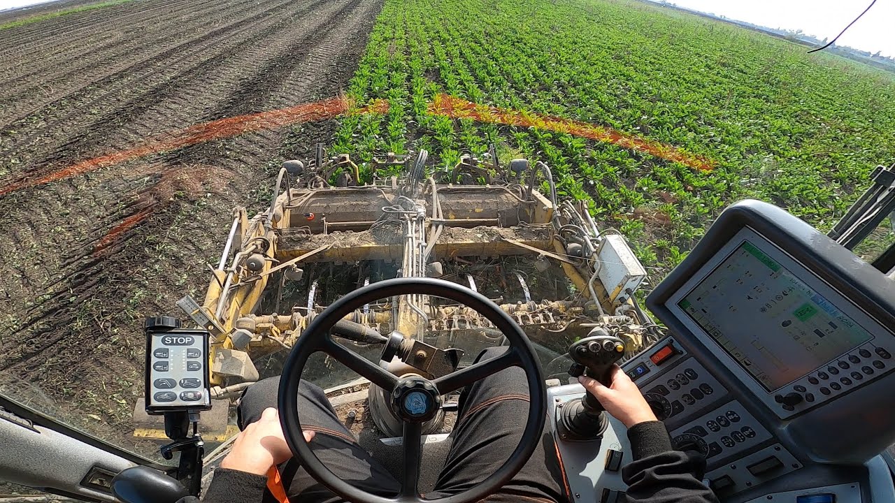 POV/Gopro Vyorávanie cukrovej repy 🌱 Euro Ropa Tiger V8-3