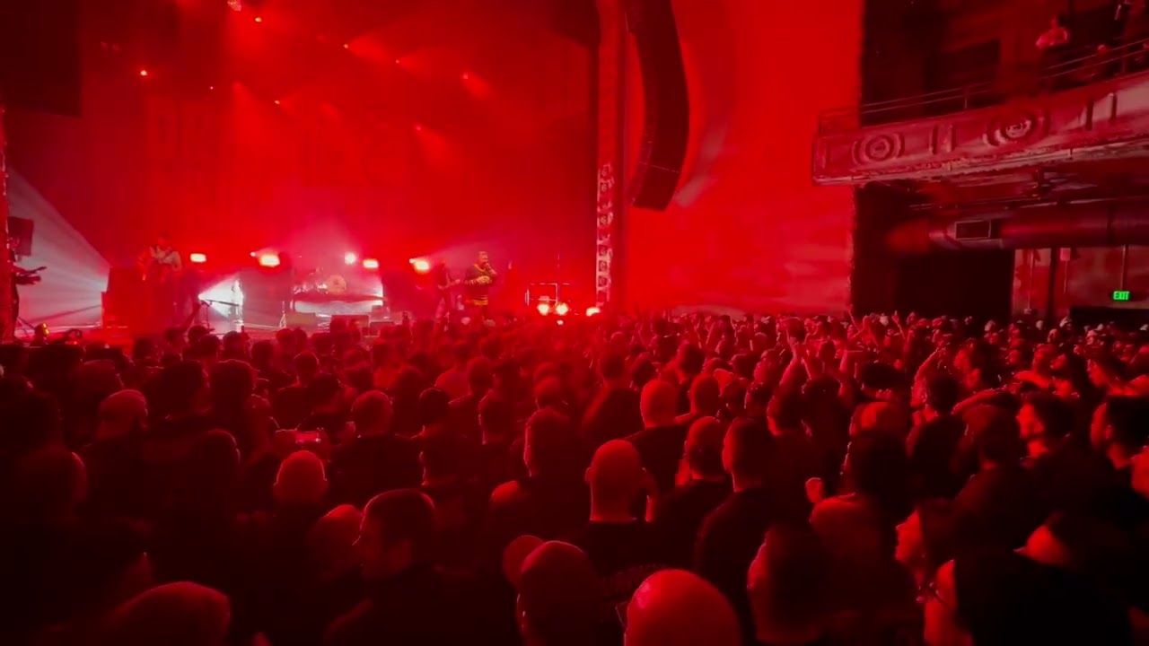 rose tattoo ladies pit