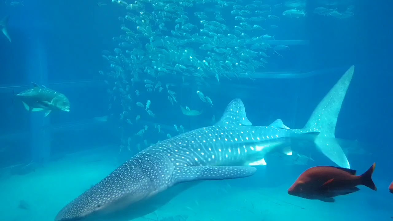 Osaka's aquarium with Jake and Phoebe  (first part)