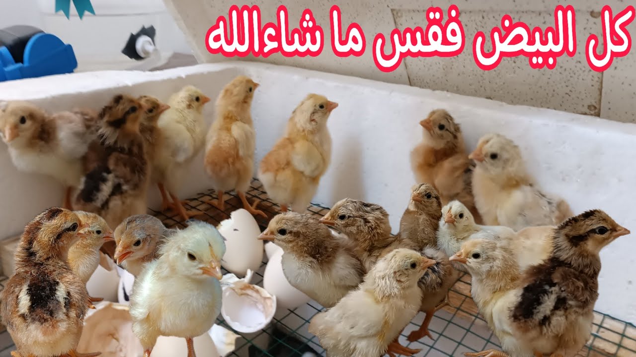 الدجاجة الكاركة ماكلة البيض 🤦 تلقيح الكتاكيت الزغار 🐥