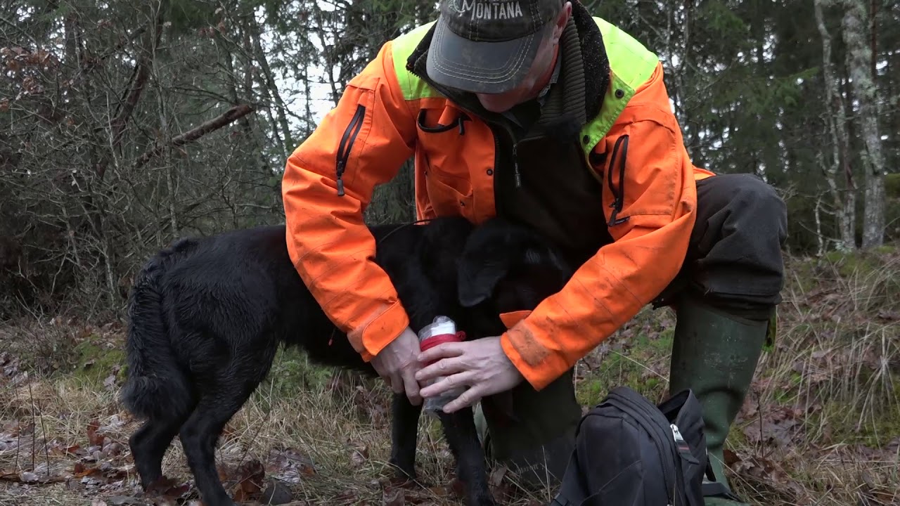 Första hjälpen i skogen