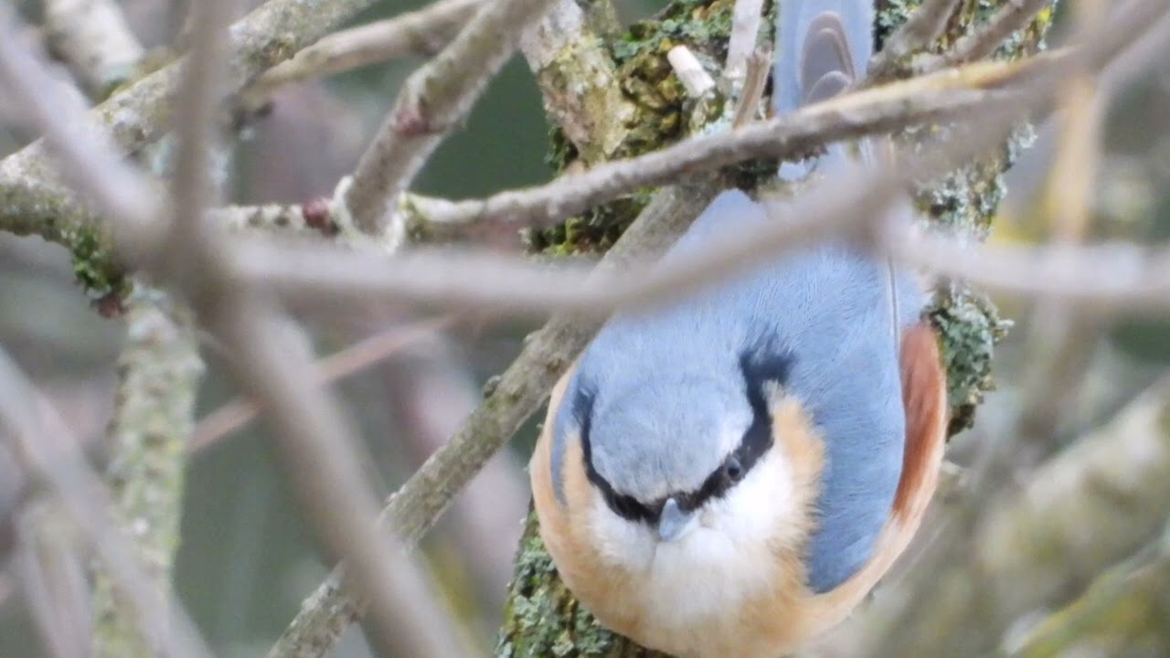 Was dieser Amsel wohl passiert ist? 