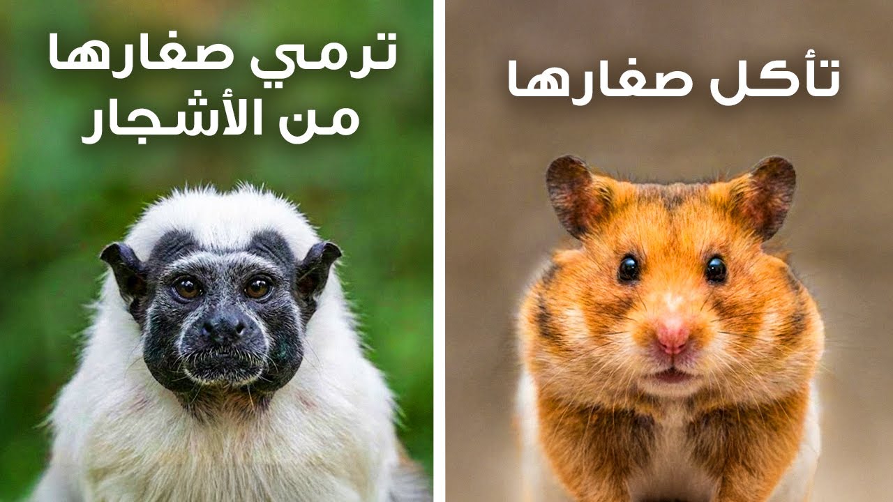 حيوانات سيئة للغاية في رعاية أطفالها