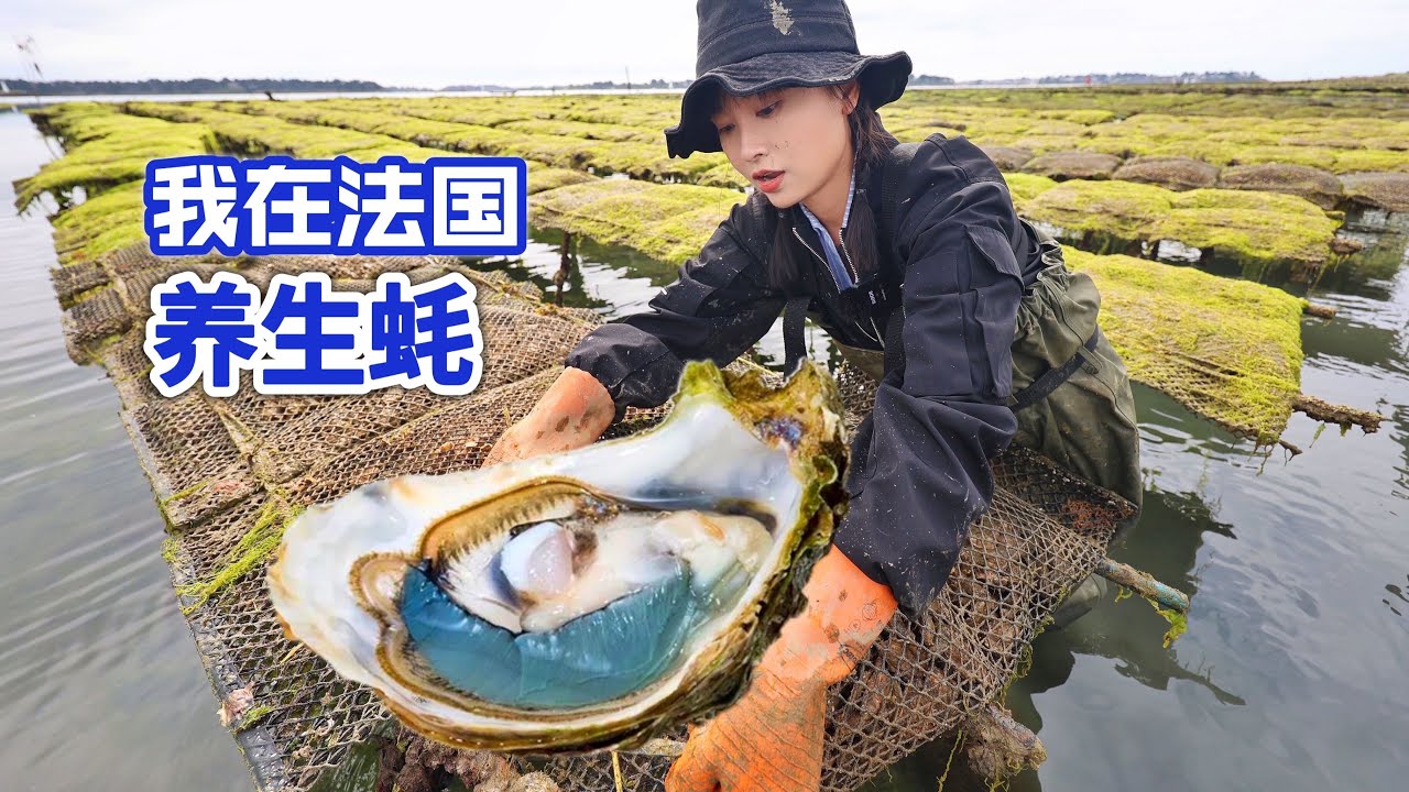 价值70元一只的法国极品生蚝如何养殖？全靠一根大棒槌！| 海鲜 | 法國 | 养殖 | 农村 | 生蚝 | 美食 |