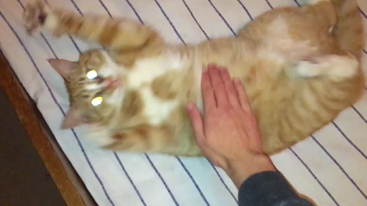 All Star but it's played on a thicc cat