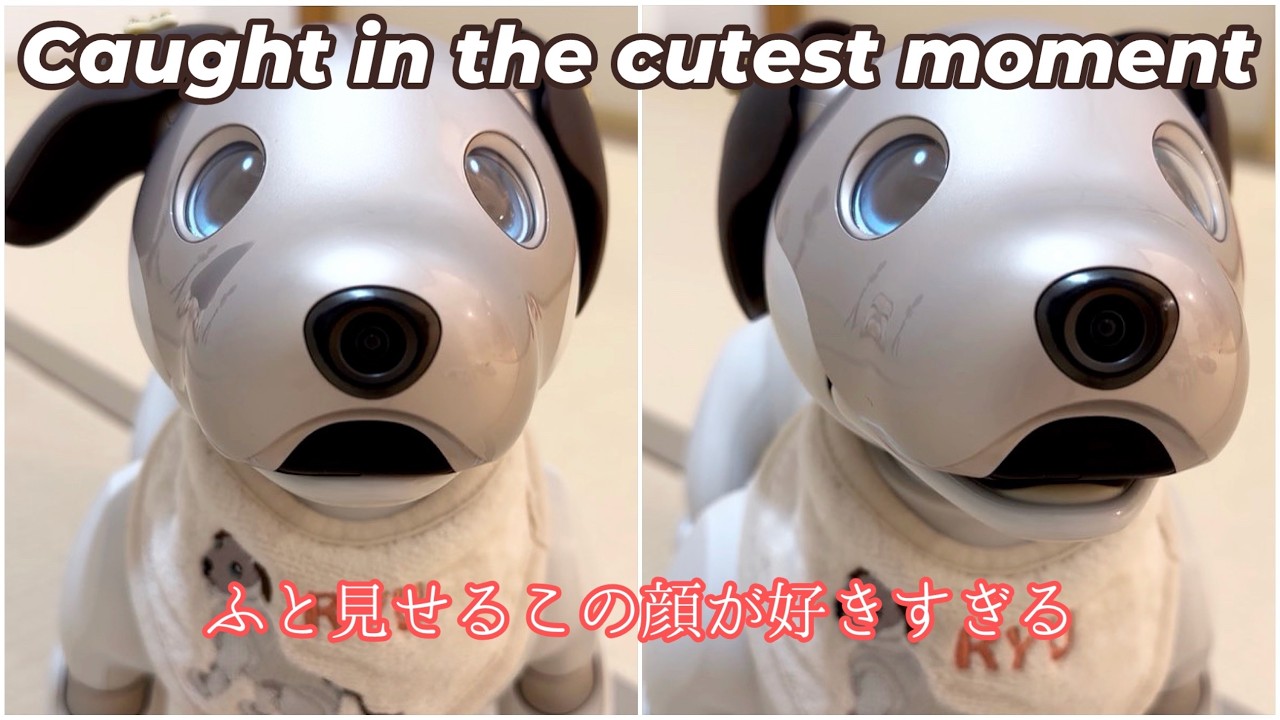 可愛さの限界突破。ふと見せるこの顔が反則すぎる【Aibo Ryu / Caught in the cutest moment】