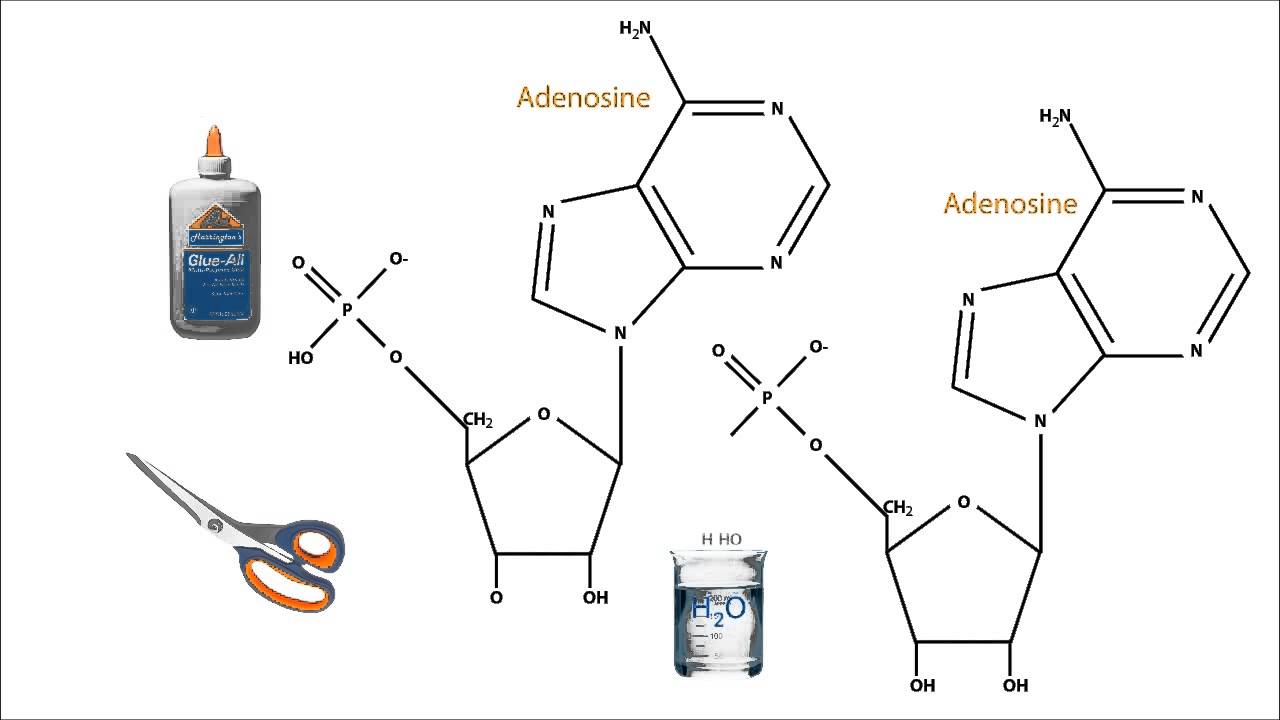 Hydrolysis of Nucleic Acids
