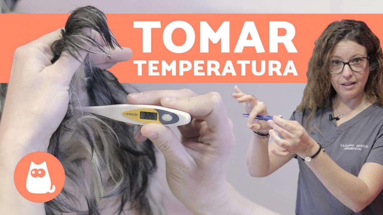 ¿Cómo tomar la temperatura a un perro? 🌡ÚNICO MÉTODO FIABLE