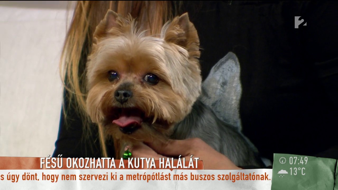 Bestresszelhetnek a kutyák a kozmetikában - tv2.hu/mokka