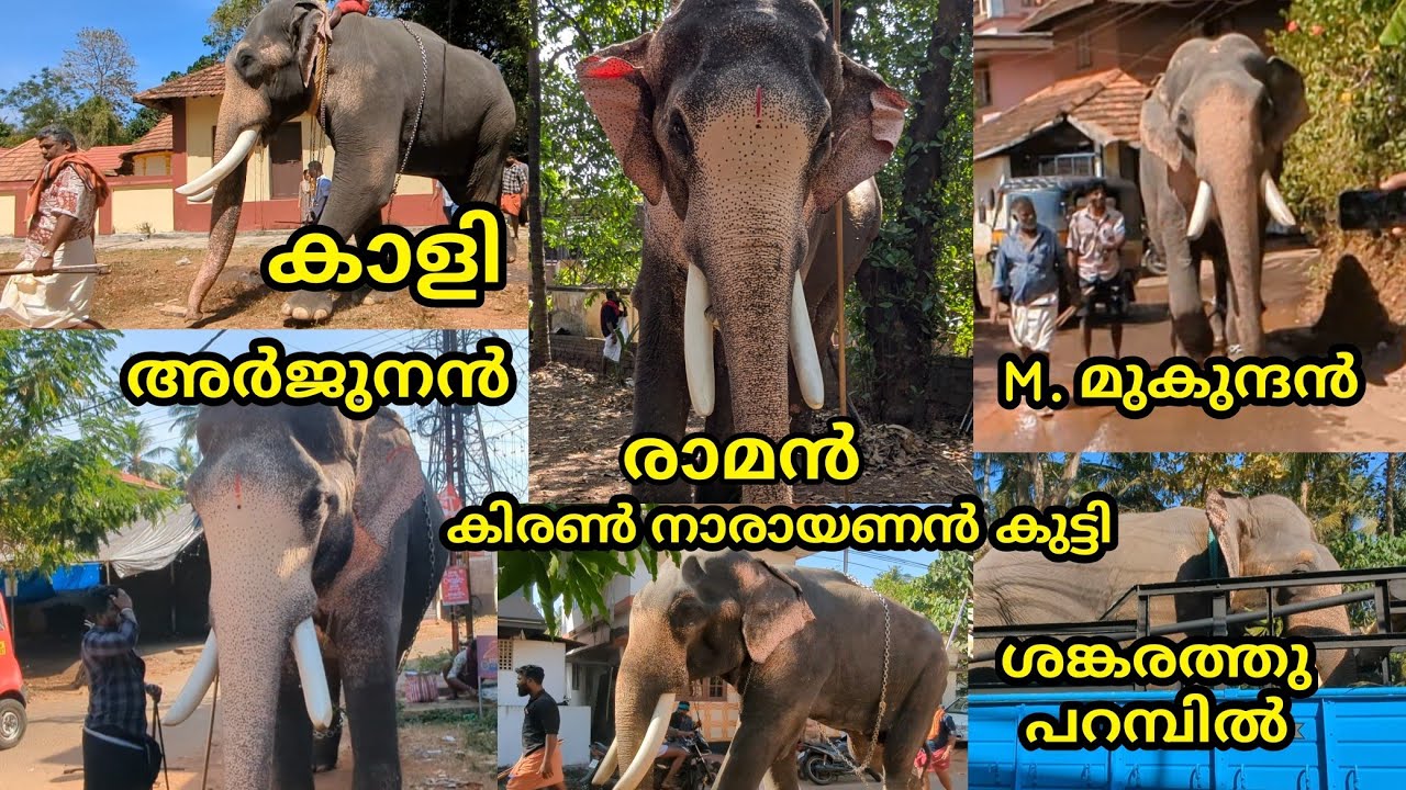 പന്തല്ലൂർ പൂരത്തിന് എത്തിയ ആനകൾ PANTHALLOOR POORAM 2025