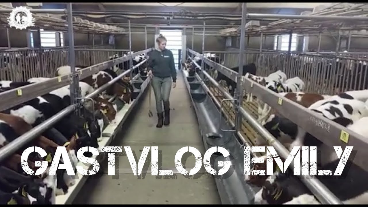 GASTVLOG EMILY - Hoe werkt het nou in de kalverhouderij?