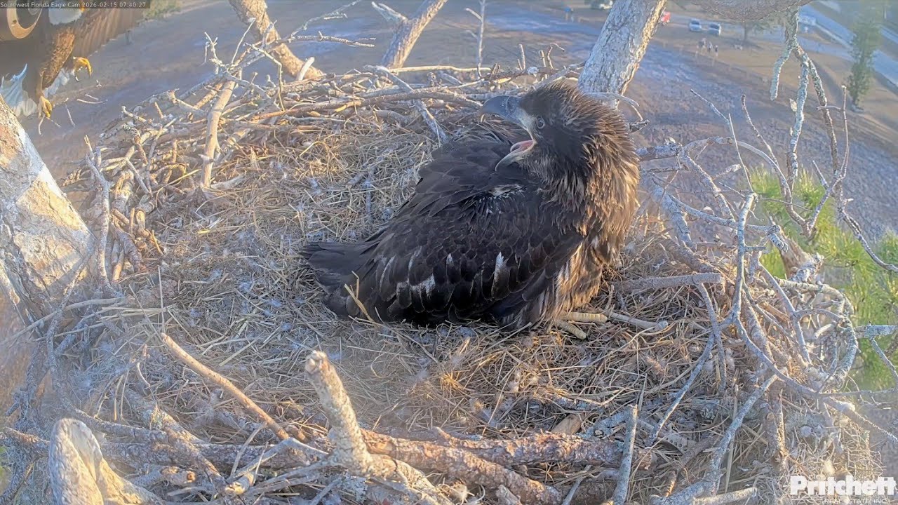 SWFL EAGLE CAM 2026.2.15 😅The parents are maintaining the nest, leaving E26 flustered.