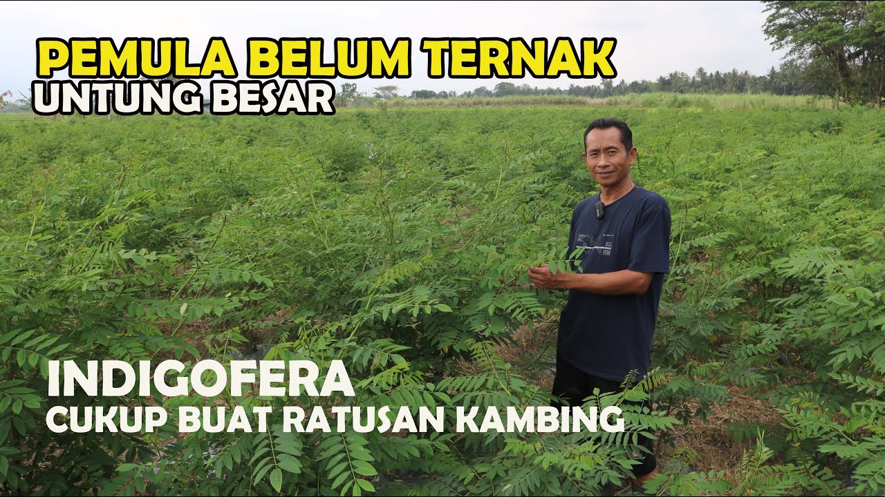 Untung Besar !! Pemula Nekat Tanam Indigofera cukup untuk ratusan kambing dan domba