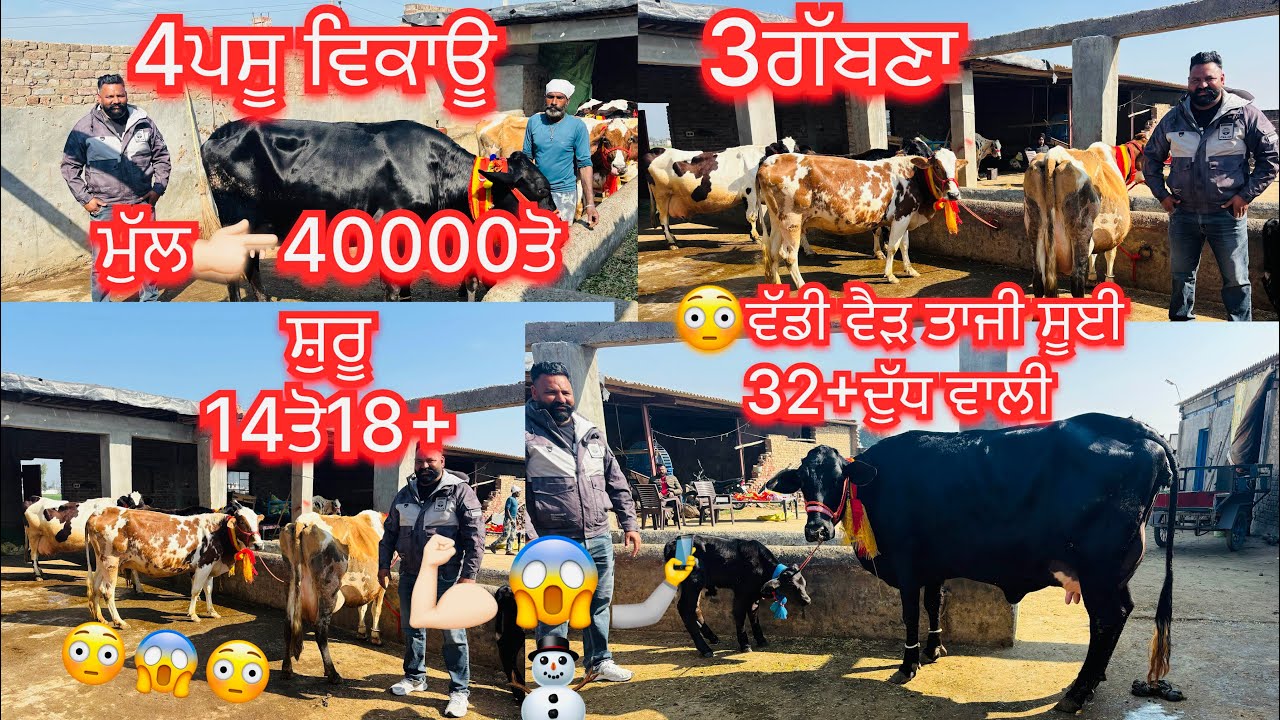 February 12, 2026 📞 +91 70874 04611☎️ #ਤਾਜੀ_ਸੂਈ #jarsicow #sale #viralvideo #share #amritsarpunjab 
