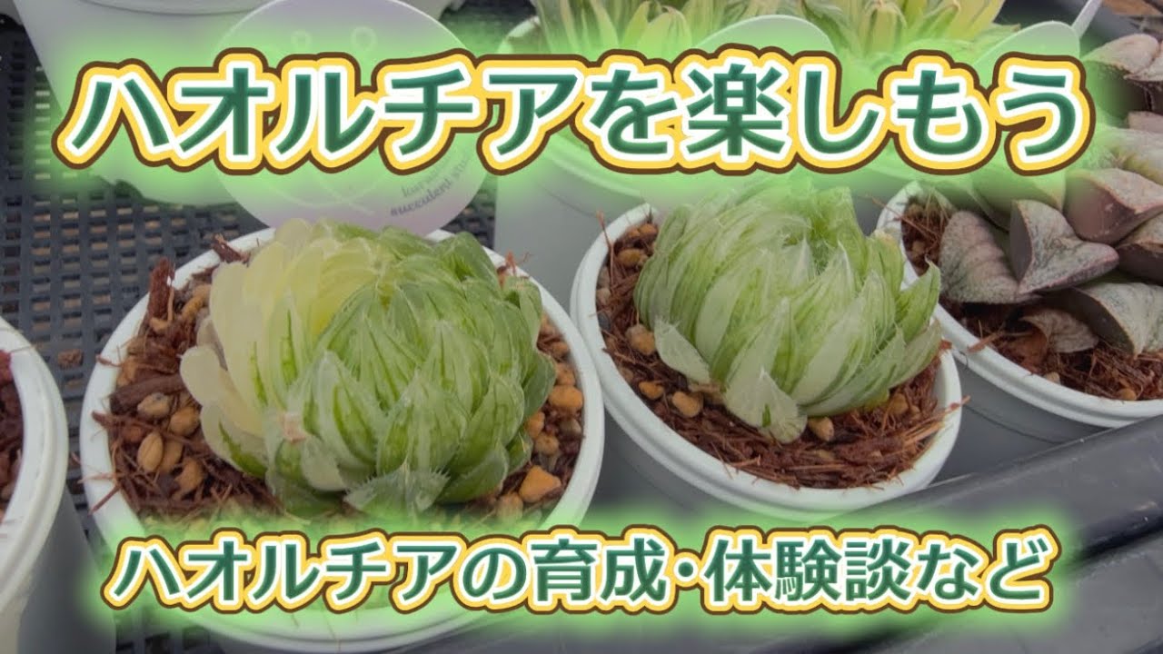 【ハオルチア】を楽しむ💖今年はもっと増やせるかな?!🤔✨【ハオルチア観察】