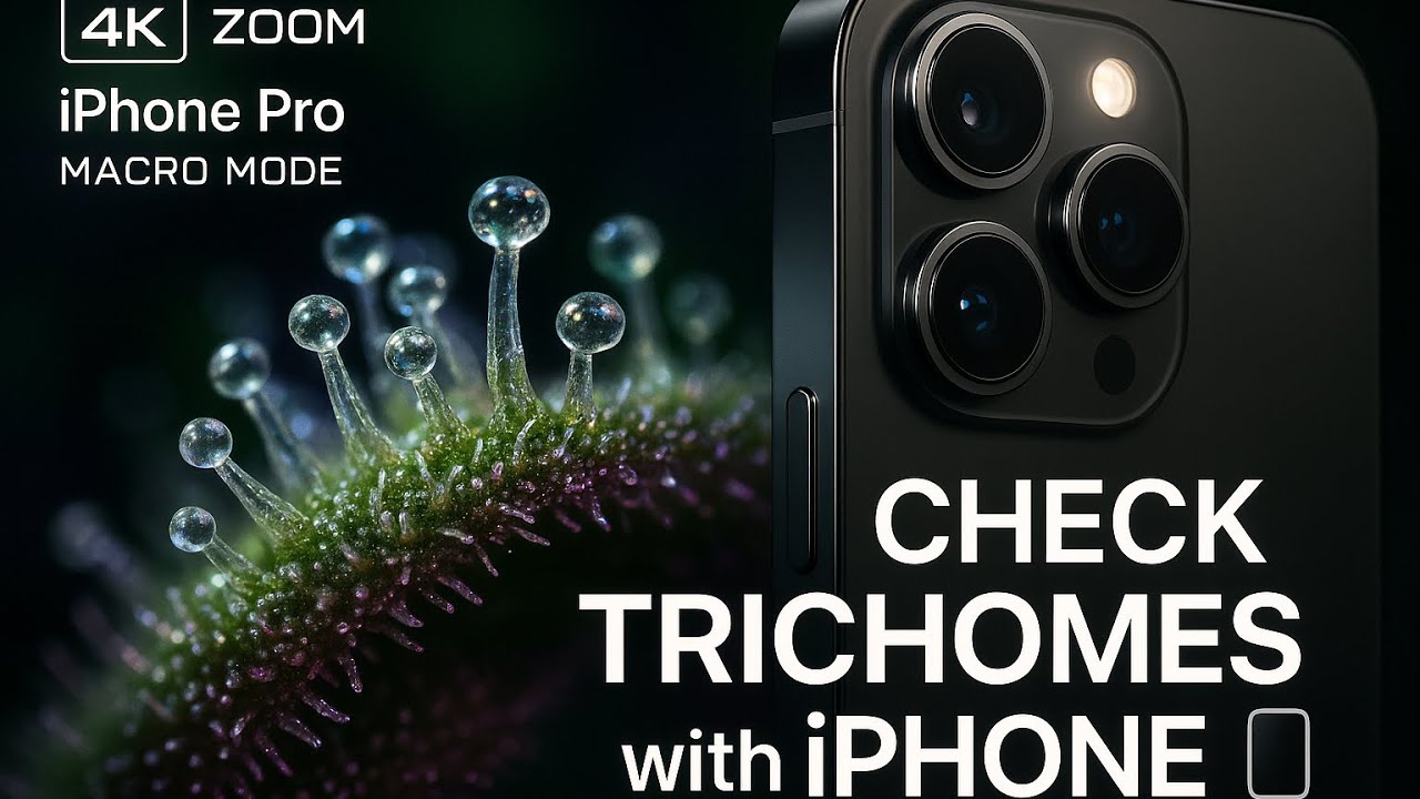 How to Check Trichomes with an iPhone (No Microscope Needed!)