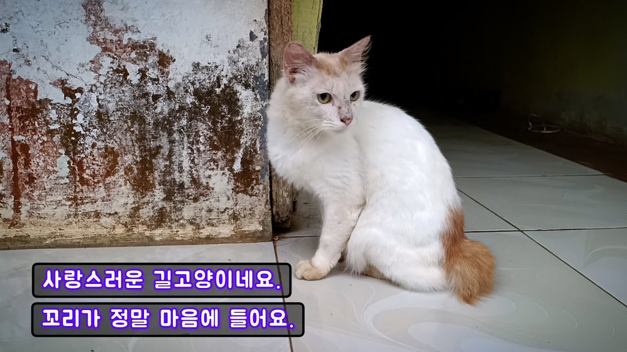 사랑스러운 길고양이네요. 꼬리가 정말 마음에 들어요.