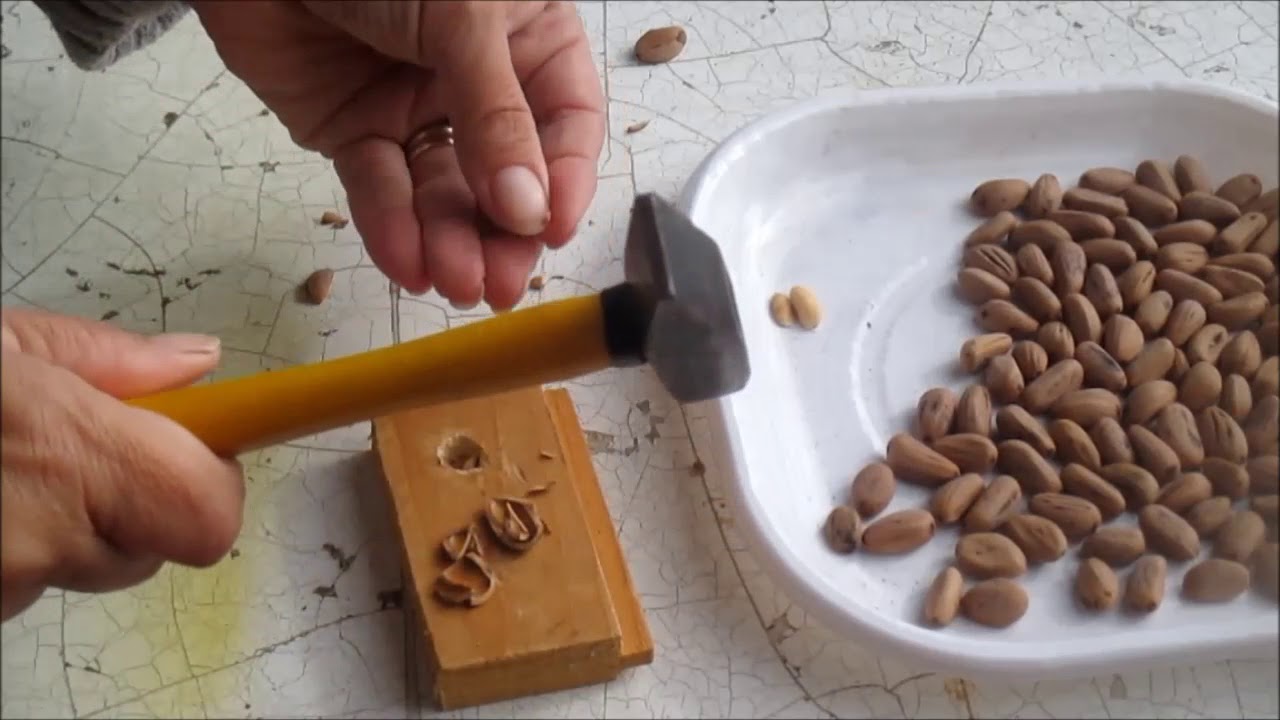 COME RICAVARE I PINOLI DALLE PIGNE