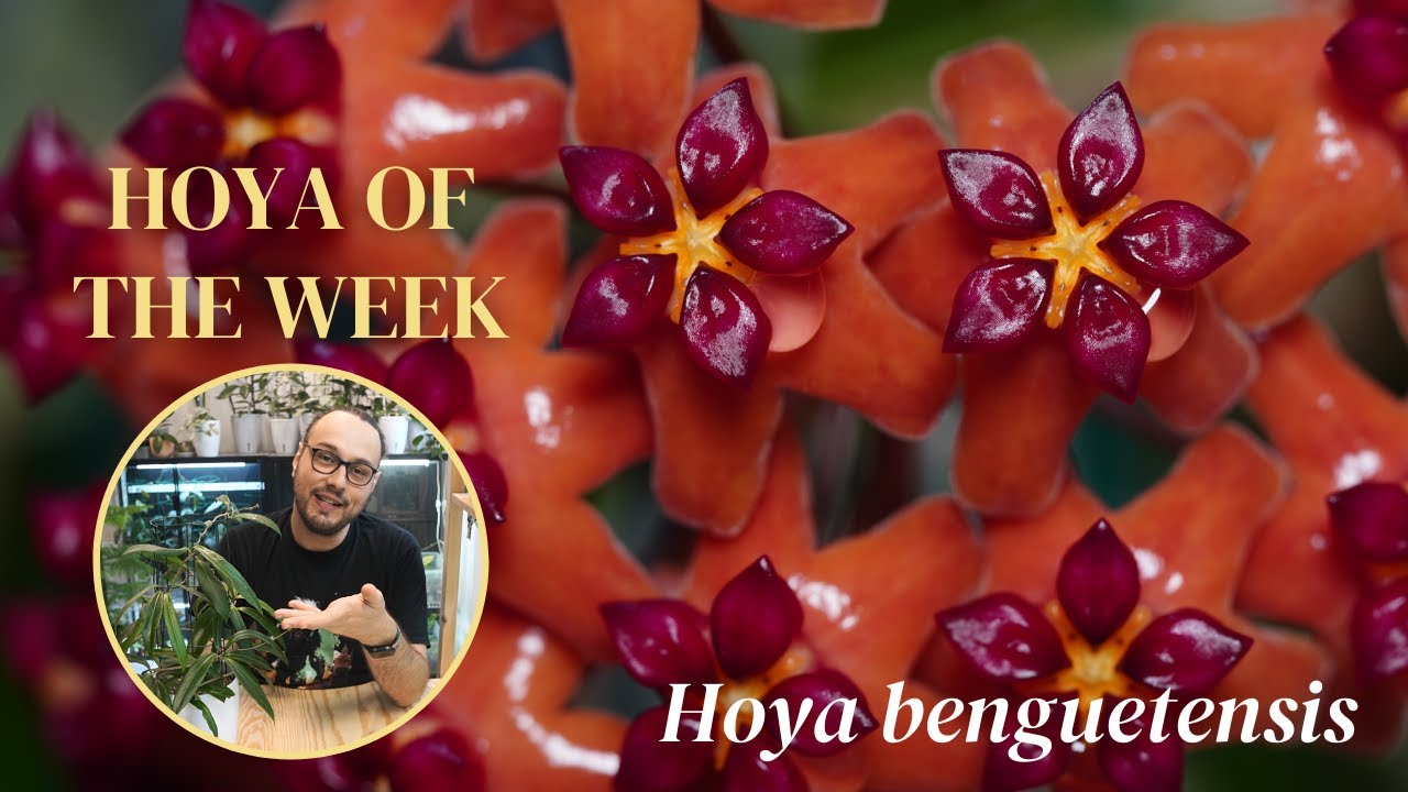 Why I love and how I grow my lovely Hoya benguetensis | Hoya of the Week