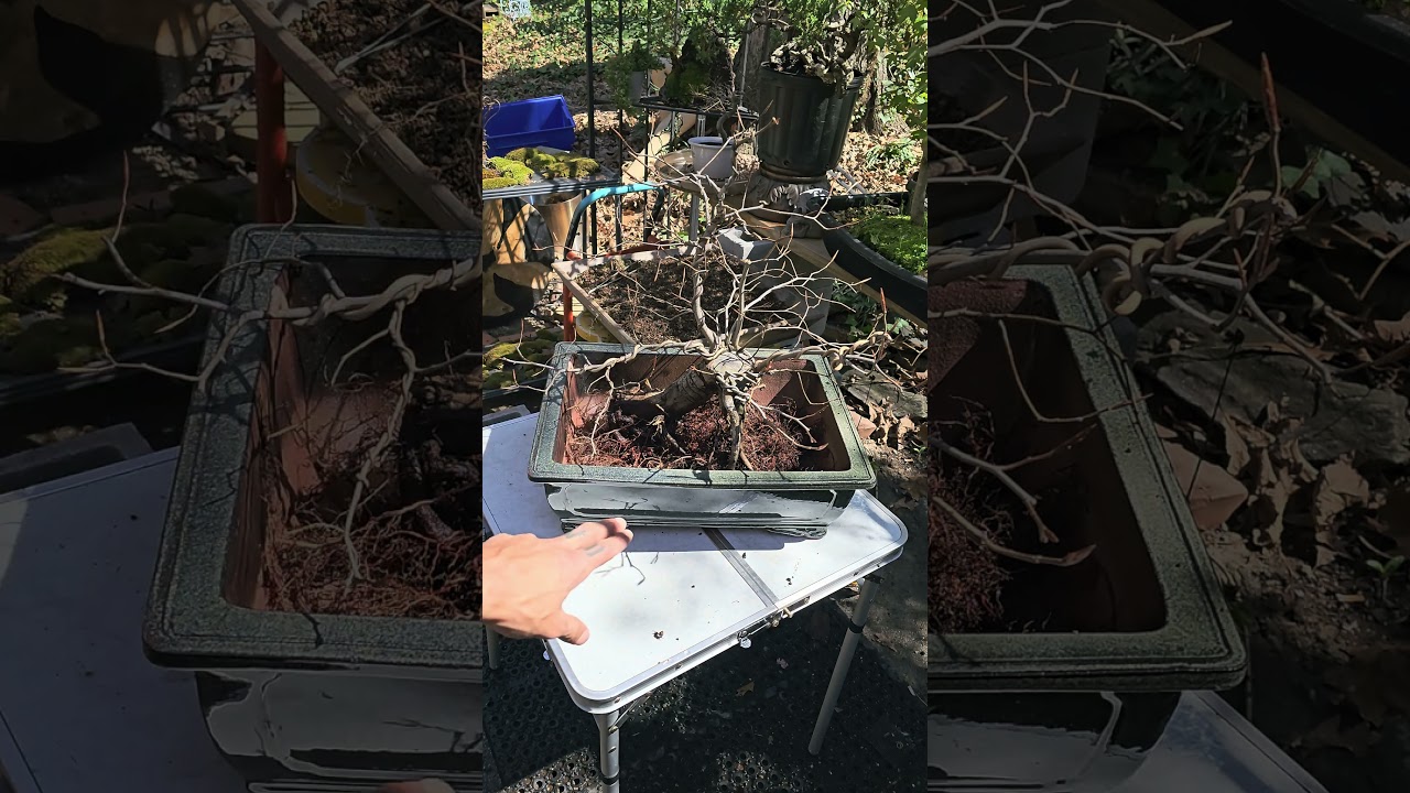 Repotting my American Beech (not hornbeam) 