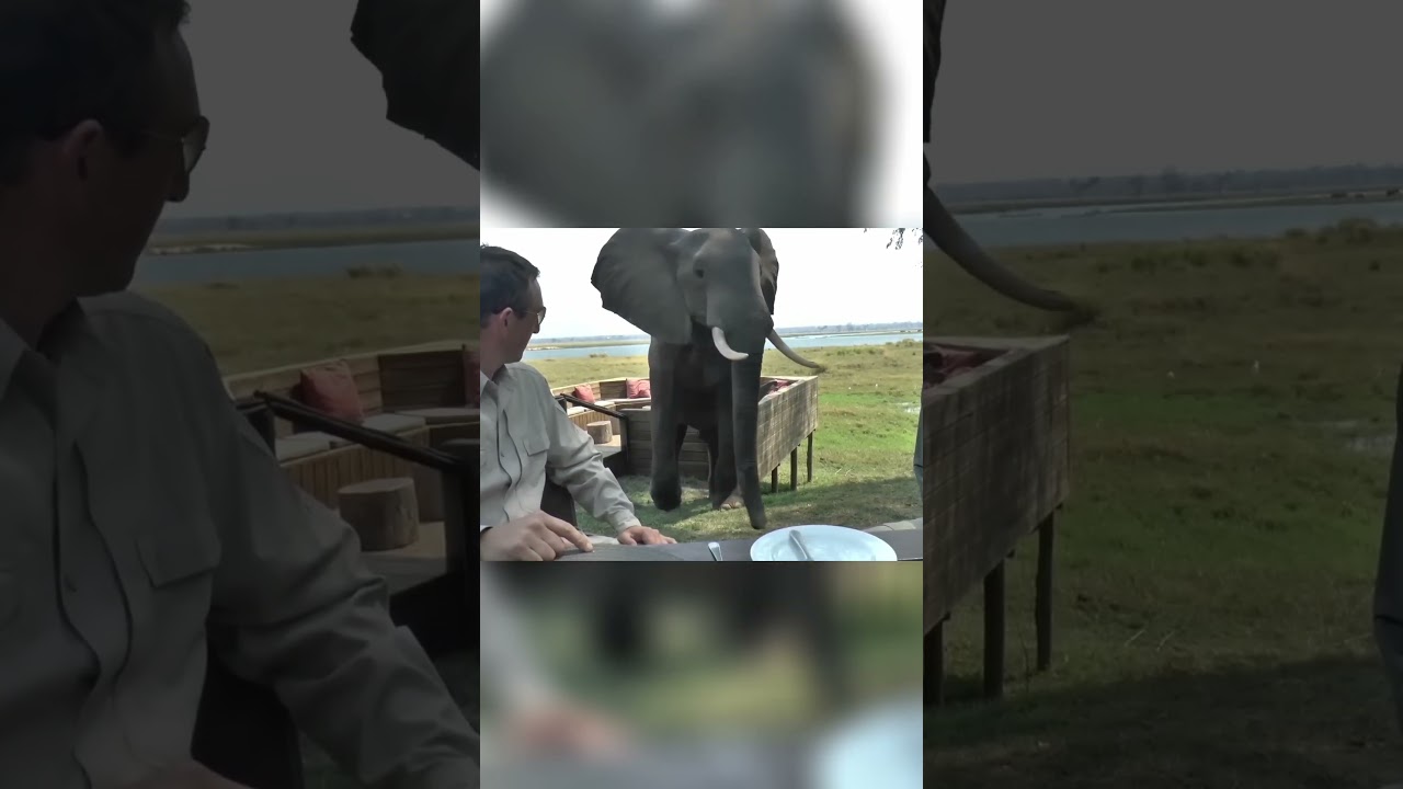 Crazy animal encounters!