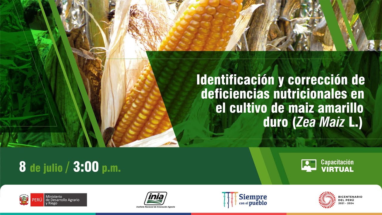 Identificación y corrección de deficiencias nutricionales en el cultivo de maiz amarillo duro