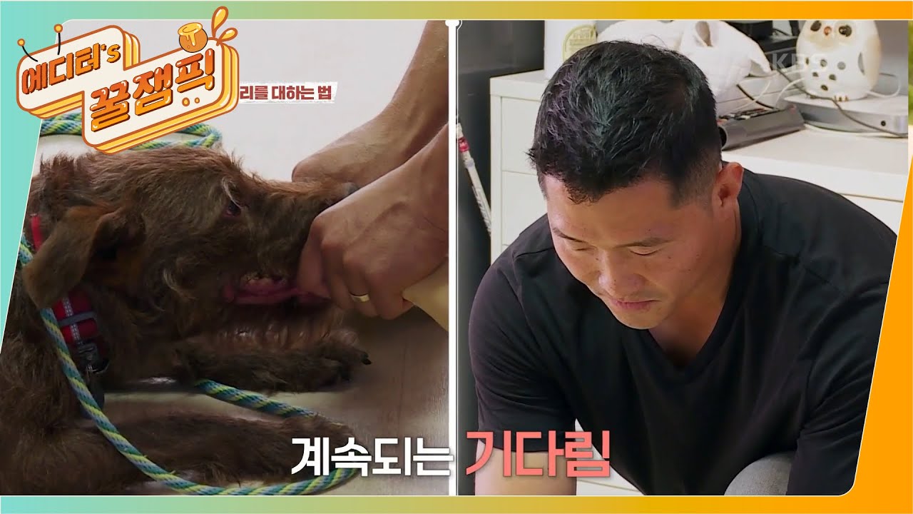 [#개는훌륭하다] 광란의 개 페터데일 테리어 '보리' 🐶 그리고 묵묵히 기다리는 강훈련사?ㅣKBS 210816 방송