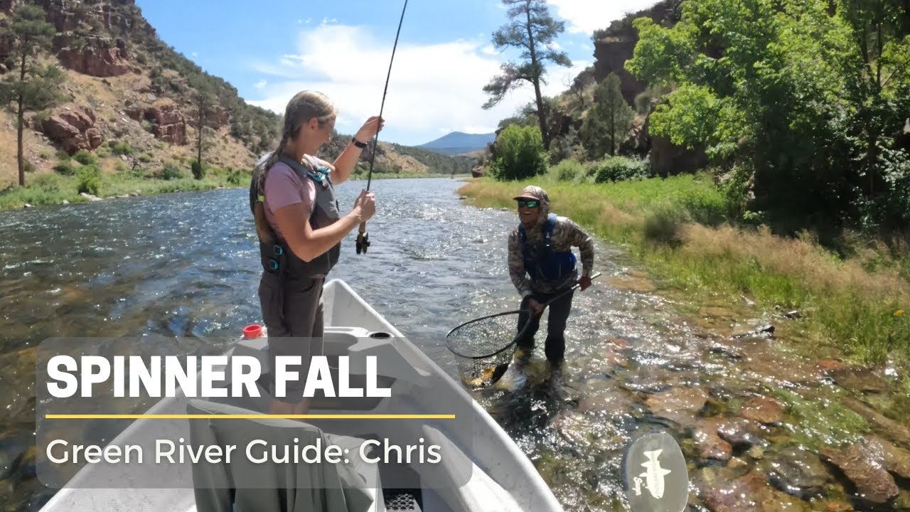 SPINNER FALL | Guided Fishing on the GREEN river!