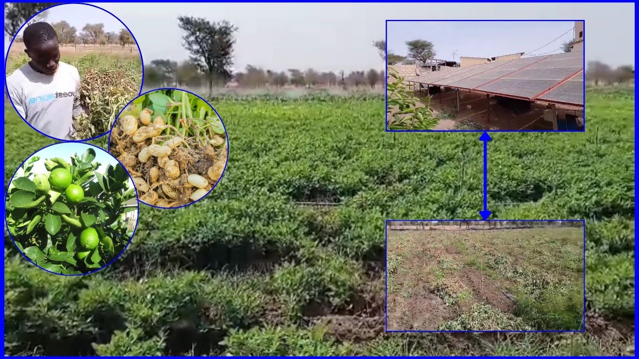 PROJET AGRICOLE/DECOUVERTE Le nouveau champ d'Arachide, citronniers..de la Famille GUEYE DAROU NDIAY