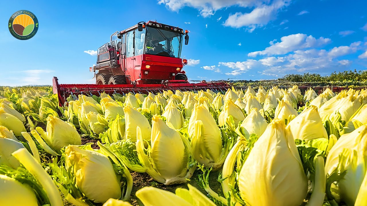 How Farmers Cultivate and Harvest Millions of Belgian Endive Buds in Dark Room | Farming Documentary