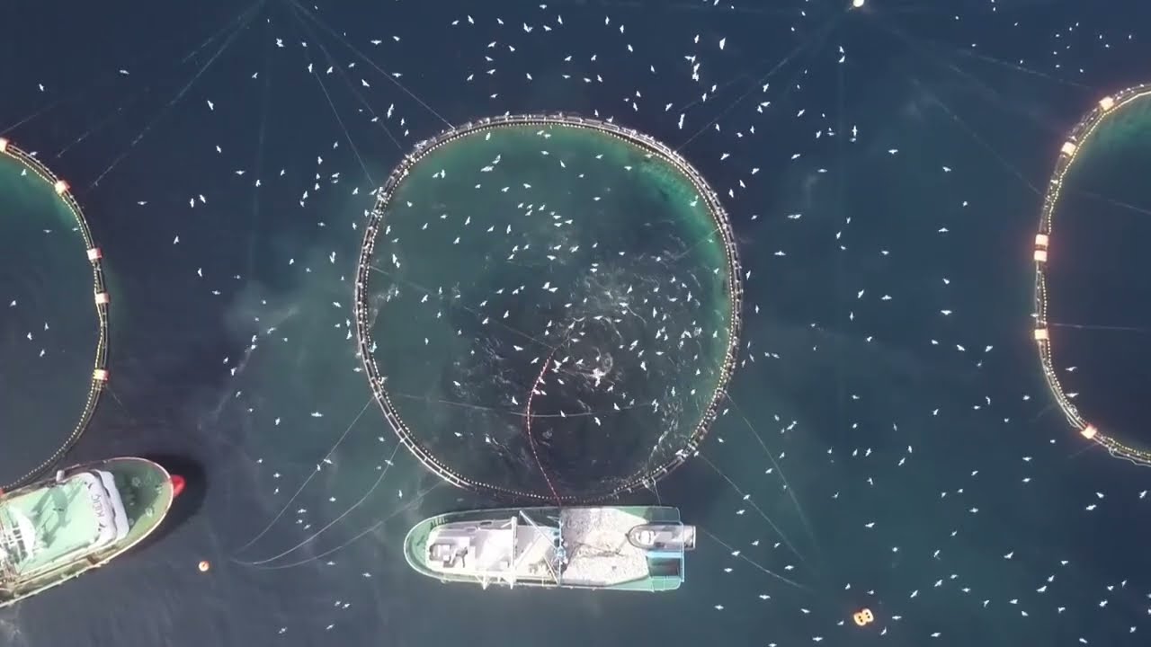 Kılıç Deniz Orkinos Çiftliği