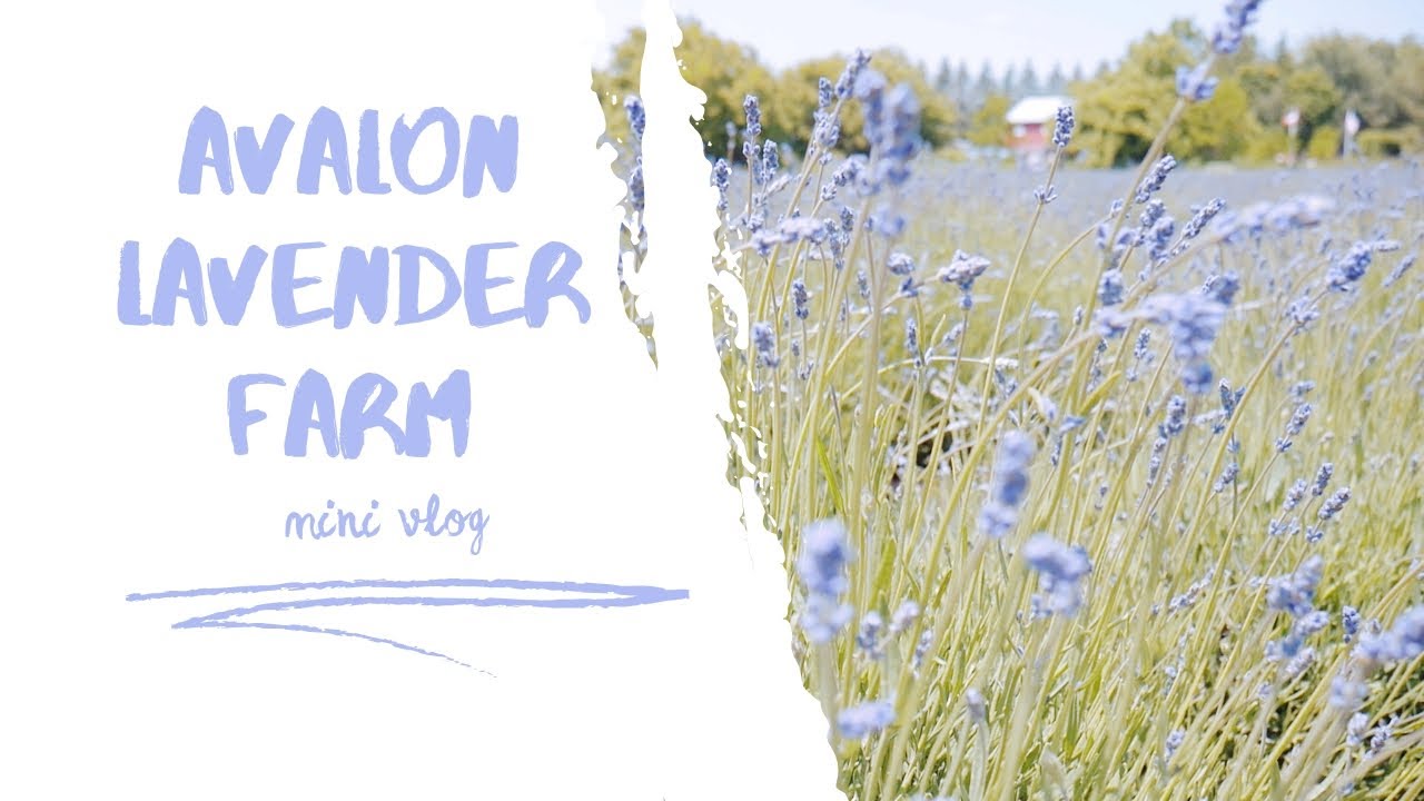 AVALON LAVENDER FARM | MINI VLOG (music only)