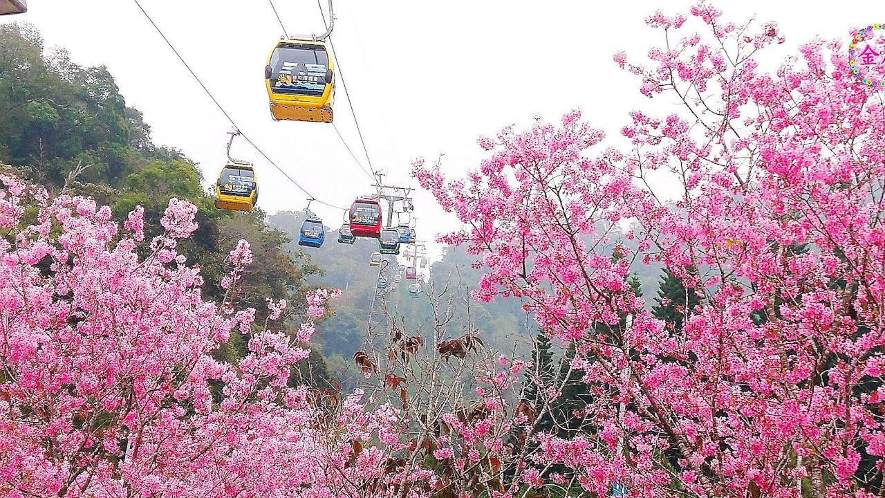 日月潭纜車站櫻花盛開！2023.03九族文化村-櫻花季 Taiwan Formosan Aboriginal Culture Village