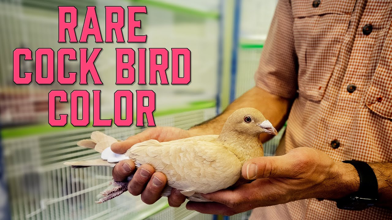 Rare Homing Pigeon Color and Vaccinations - Racing Pigeon Update